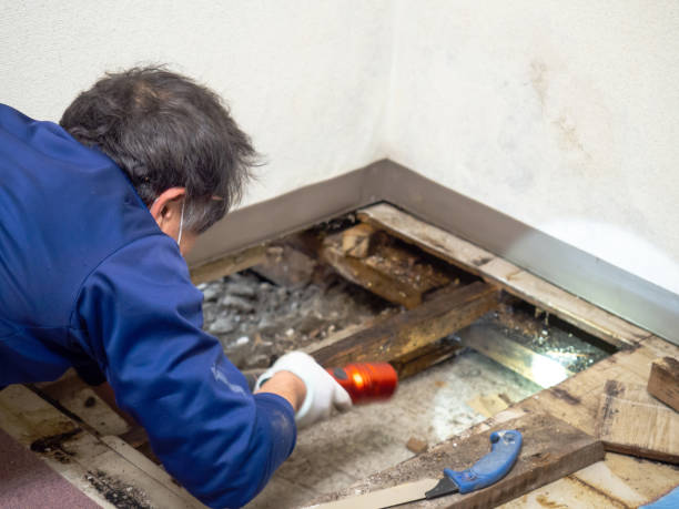 Best Crawl Space Mold Remediation in Berthoud, CO