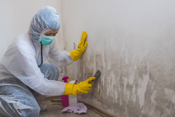 Best Black Mold Remediation in Berthoud, CO
