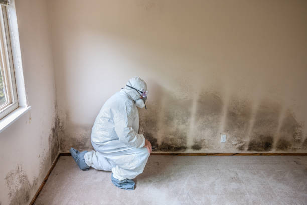 Best Commercial Mold Remediation in Berthoud, CO