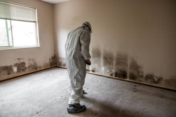 Best Emergency Mold Remediation in Berthoud, CO